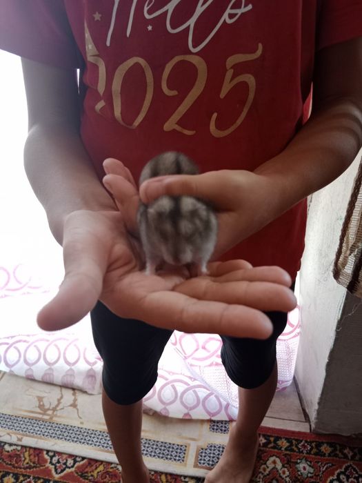 Продам хомяка джунгарского