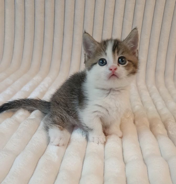 Продается котенок, Манчкин, мальчик