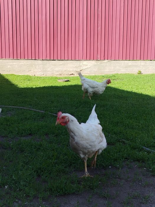 Несушки 2000 тг 8 шт