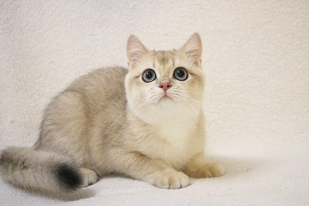 Британский чистокровный мальчик голубое золото