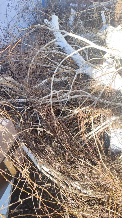 Отдам дрова дерево