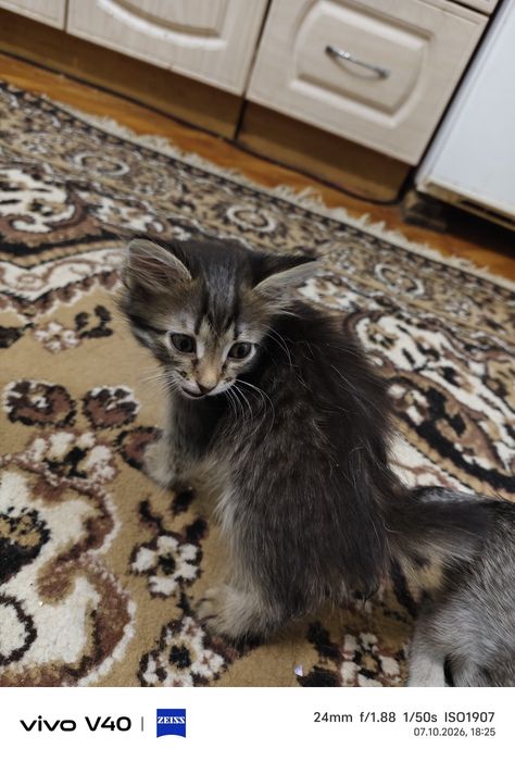 Котята девочки , добрые мурчалки )))