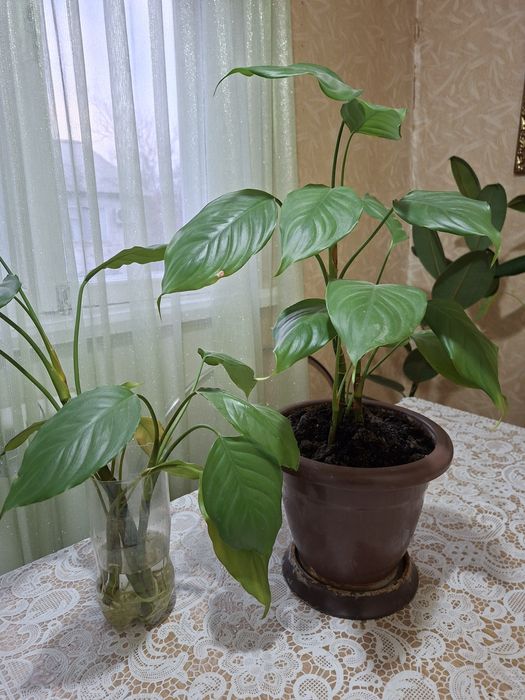 Цветочки  домашние