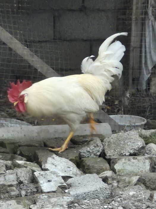 ХУРОЗЛАР сотилади. 1 ёшга тулмаган