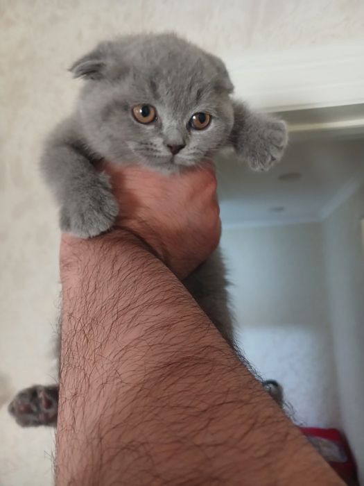 Продаётся котята чистокровные шотландские фолд и страйт мушукчалар сот