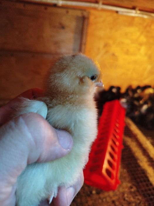 Цыплята недельные