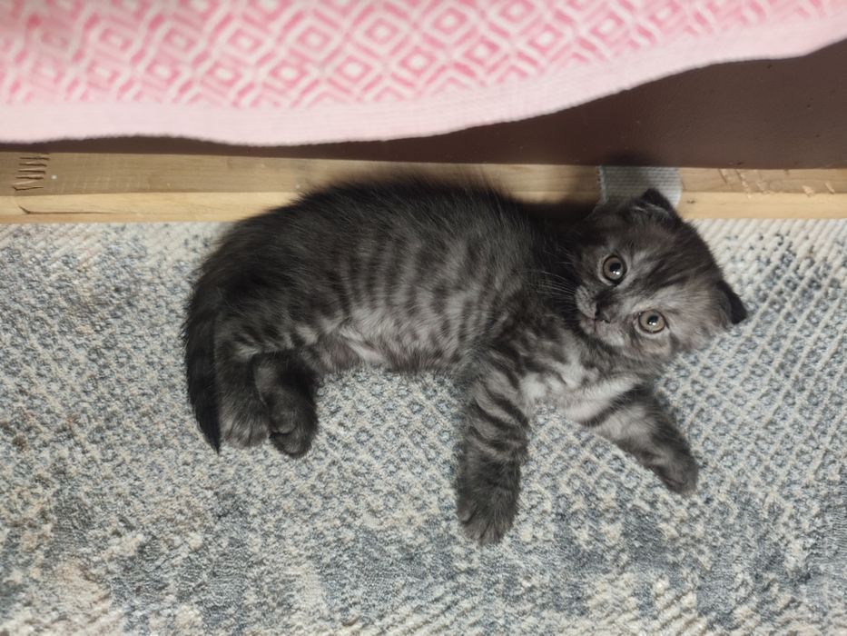 Вислоухий котёнок