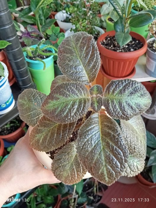 Комнатные растения продам