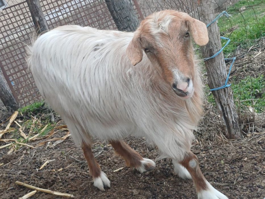 Capra pentru sacrificat