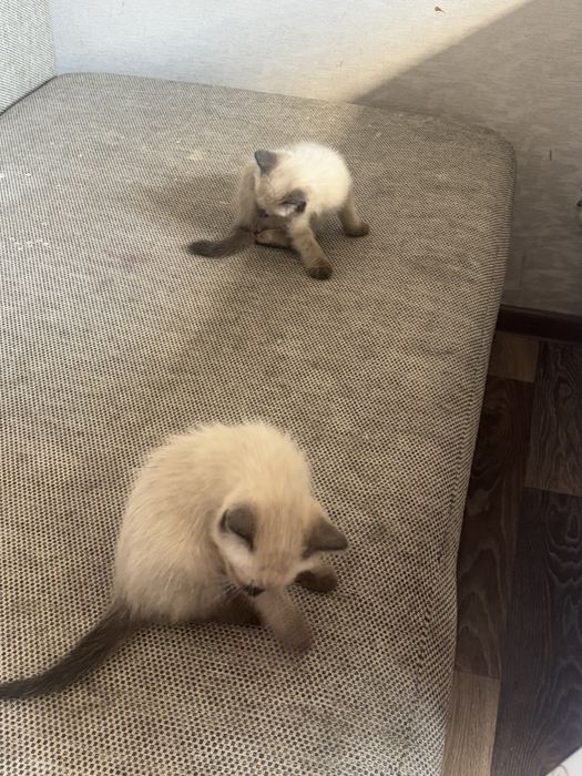 раздаем котиков бесплатно