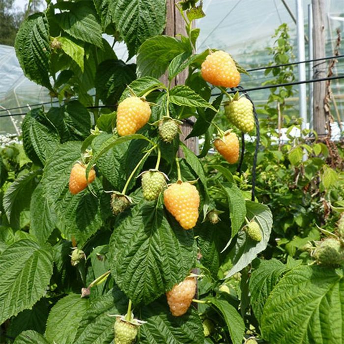 Arbusti Fructiferi (Zmeur Galben )