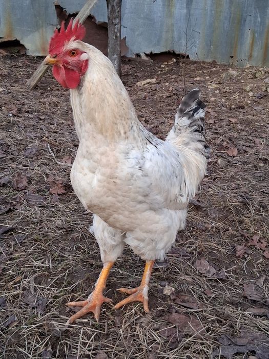 Продавам петли на 8-9 месеца