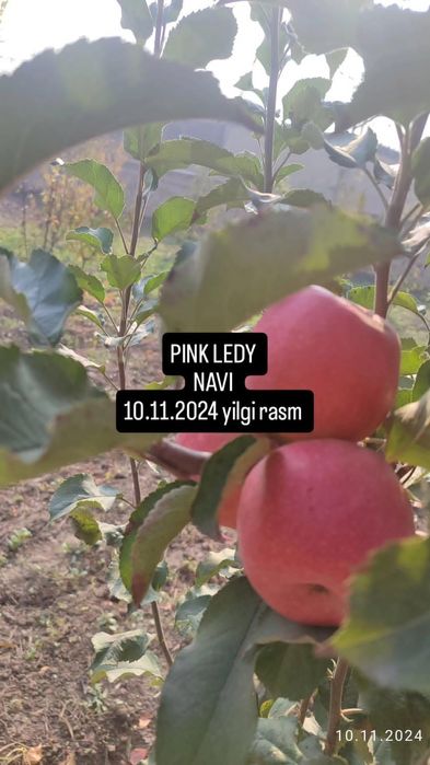 Кўчатлар мевали !