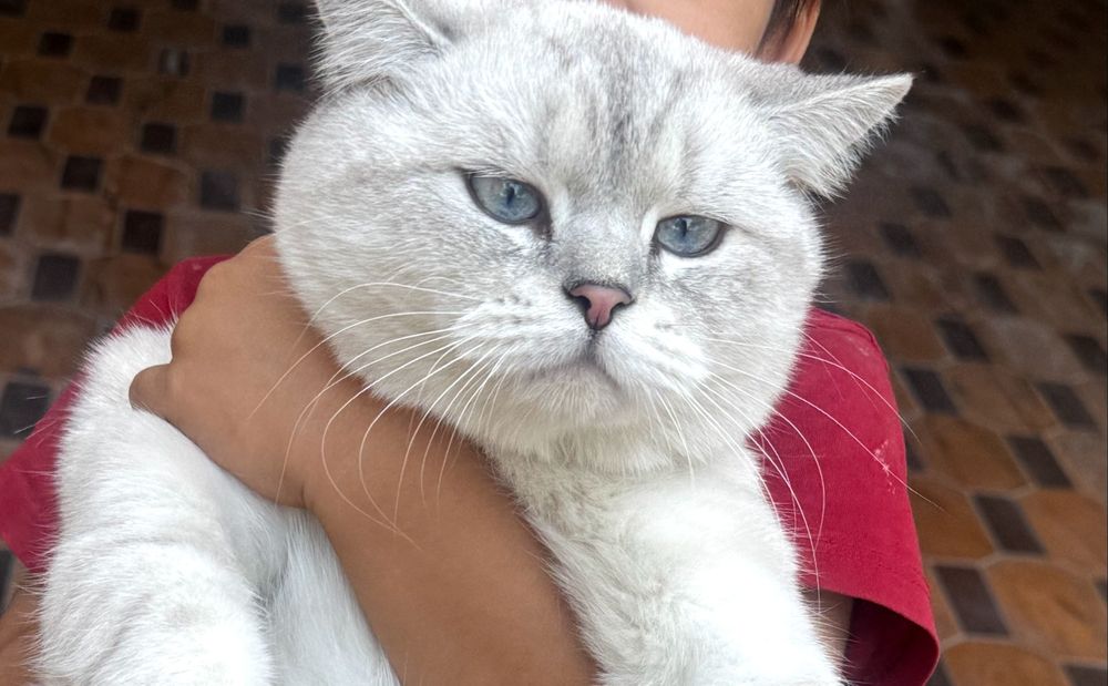 British Shorthair Chinchilla