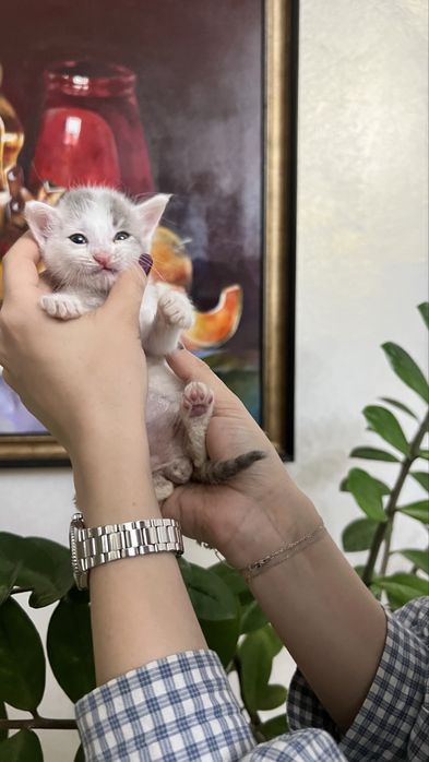 Белый пушистый котенок