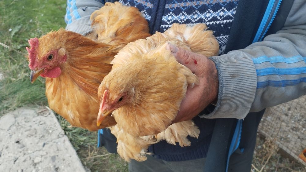 цыплята кохенхины