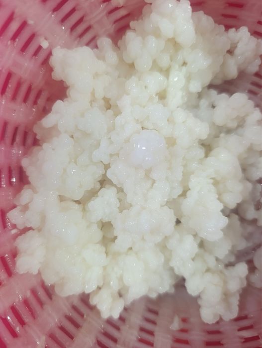 Vand kefir facut bio din ciuperca si telemea de vaca