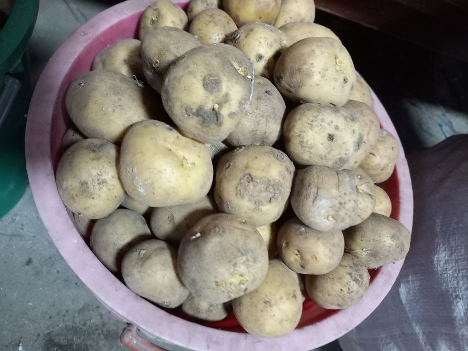 Картофель семенной