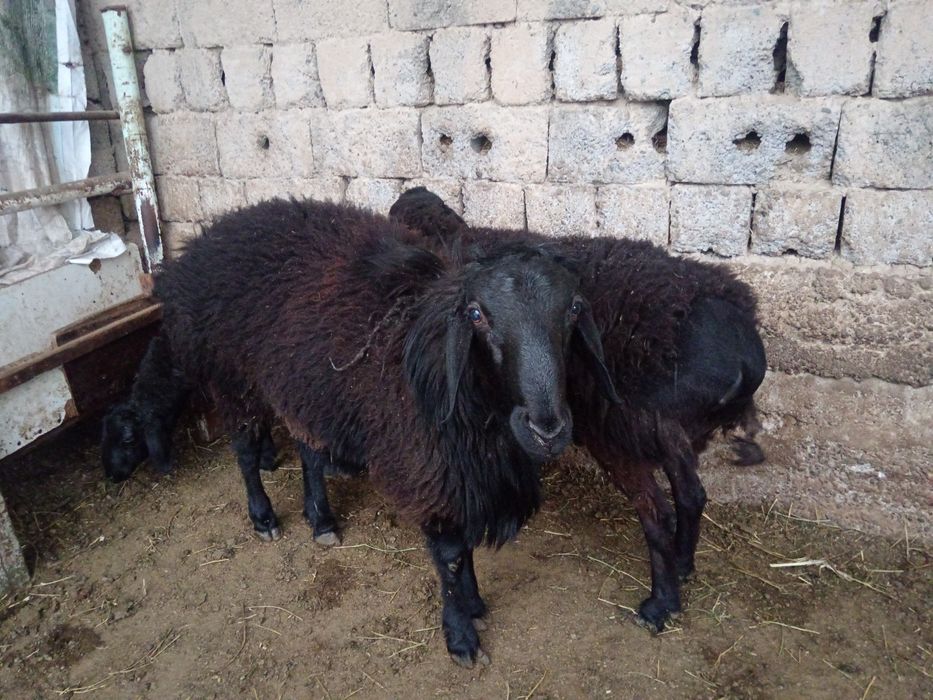 Qochqor qoy koy Aqiqa Qassob xizmatlari