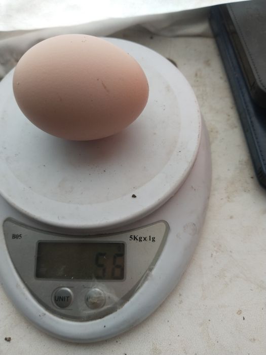 Продам домашние яица крупные