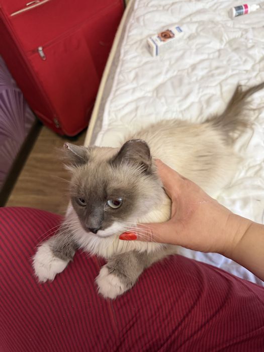 Кошечка ПУДРА ищет семью