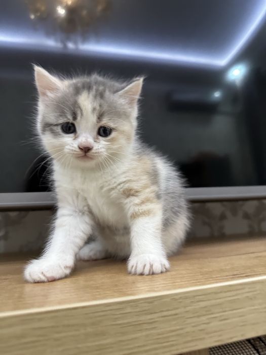 Продаются котята