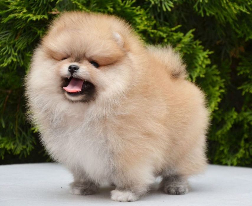 Baietel pomeranian mini/toy!