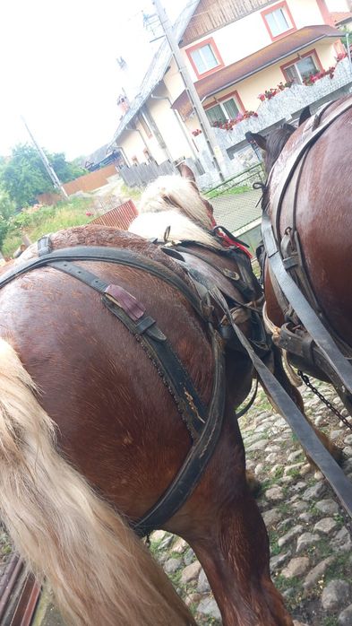 Iapă și armăsar de vânzare