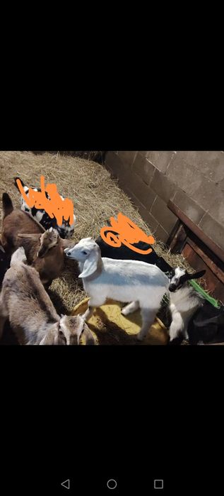 Продам козочек от молочных коз,