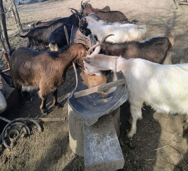 Vând animale domestice