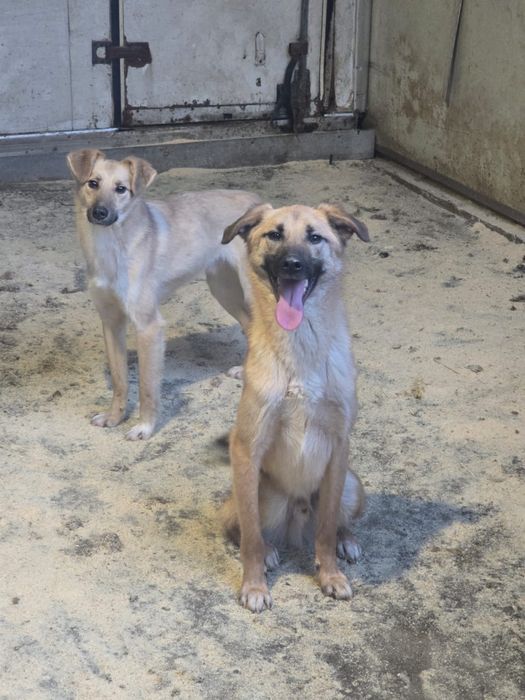 Два брата щенка, 11 месяцев, ищут семью