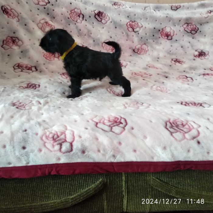 Продаются щенки цвергшнауцера