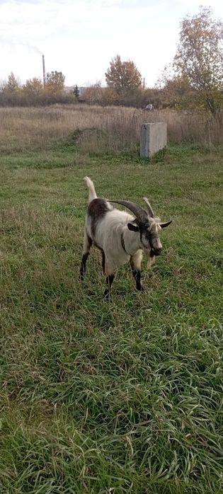 Услуги козла производителя.