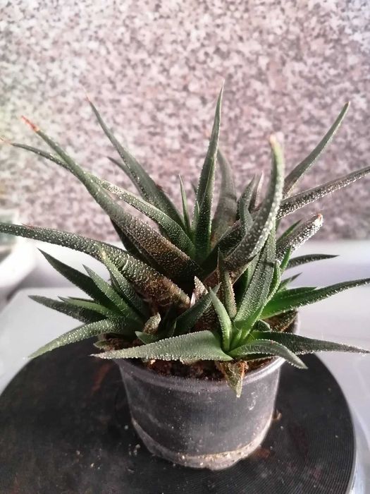 Цветя, сукуленти - Хавортия, Каланхое, Алое, Граптопеталум