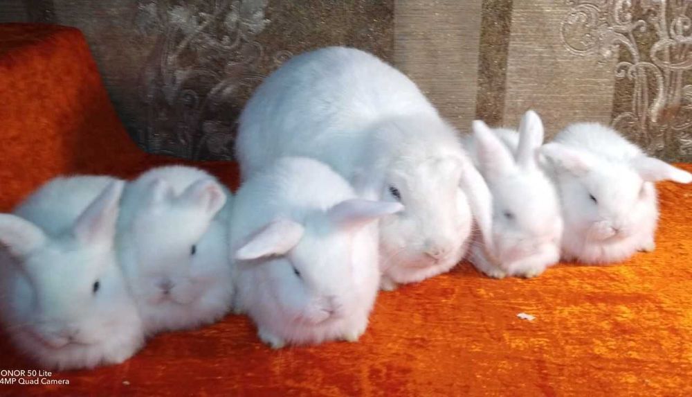 Karlik baran bolachalari