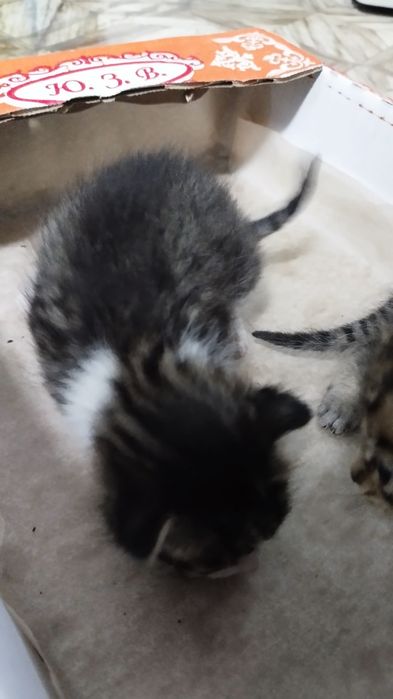 Отдам котят бесплатно
