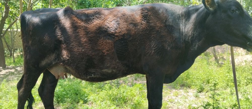 Бугоз ва она бола сигирлар сотилади