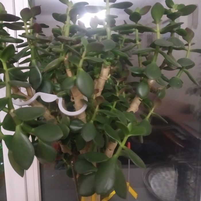 Денежное дерево