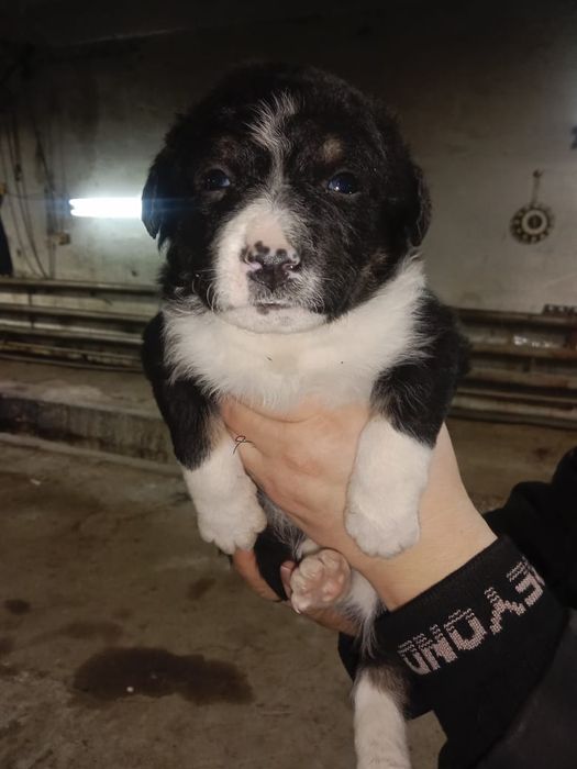 Бесплатно  щенки