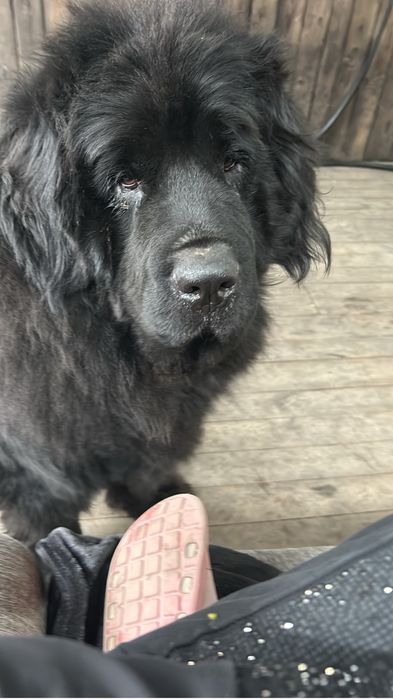 щенки ньюфаундленда