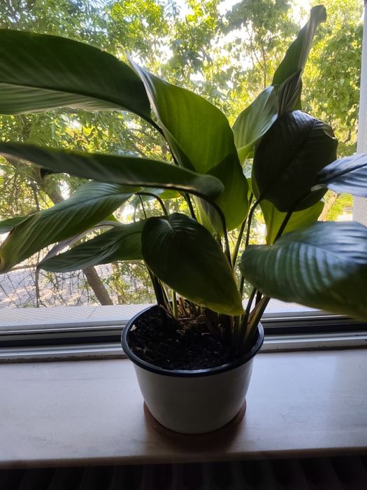 Vând planta  Calathea