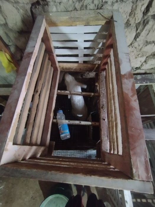 Quyonlar va qafaslari sotiladi