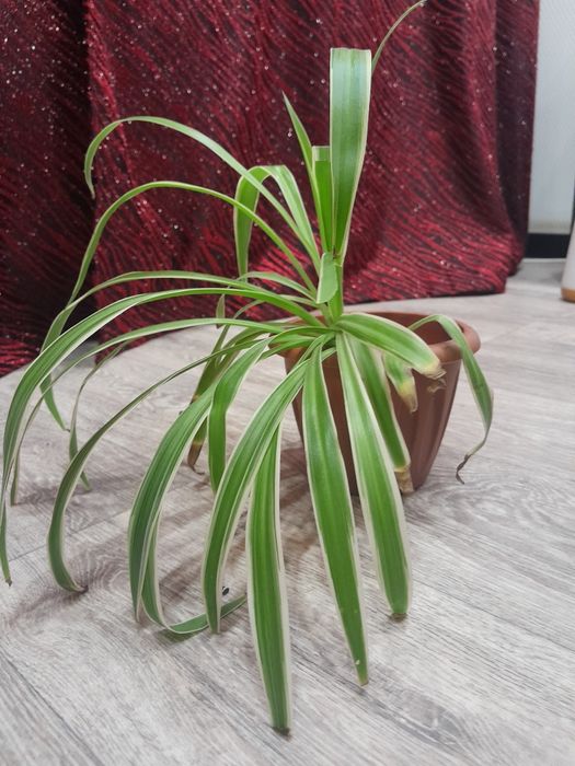 Хлорофитум цветок