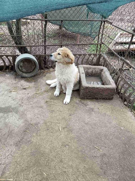 Мъжко и женско - кучета на пет месеца