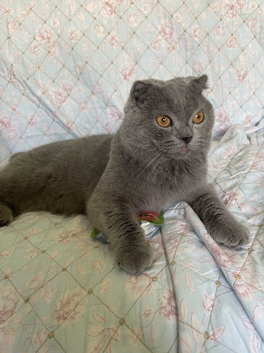 Шотландская Вислоушка Гладкошерстая