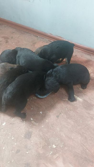 Ягдтерьера щенки