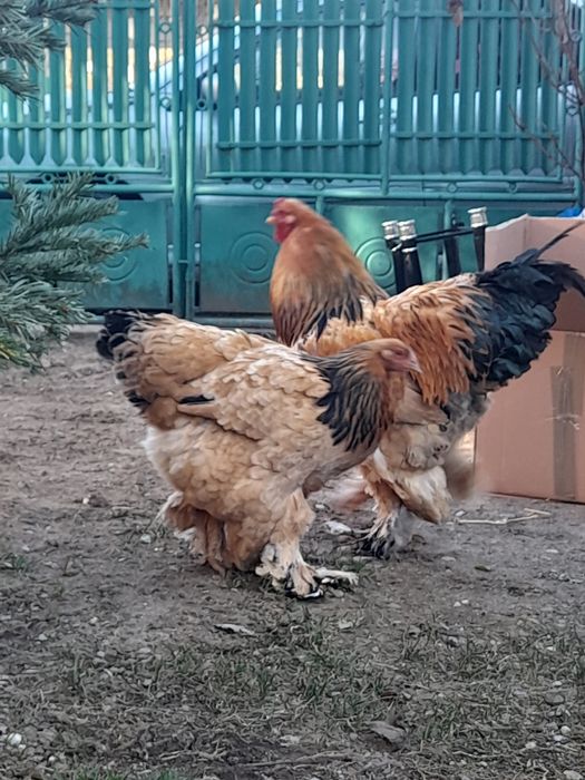 Ouă și pui Brahma Uriaș,Rase Mixte,Cochinchina PITIC, Mii de FLORI