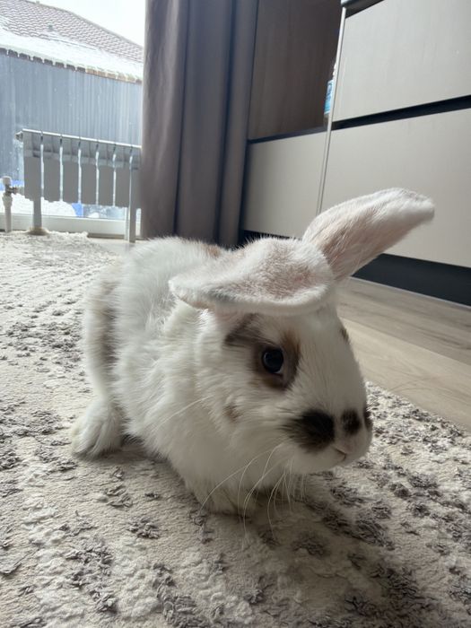 Кролик мальчик 3-4 месяц