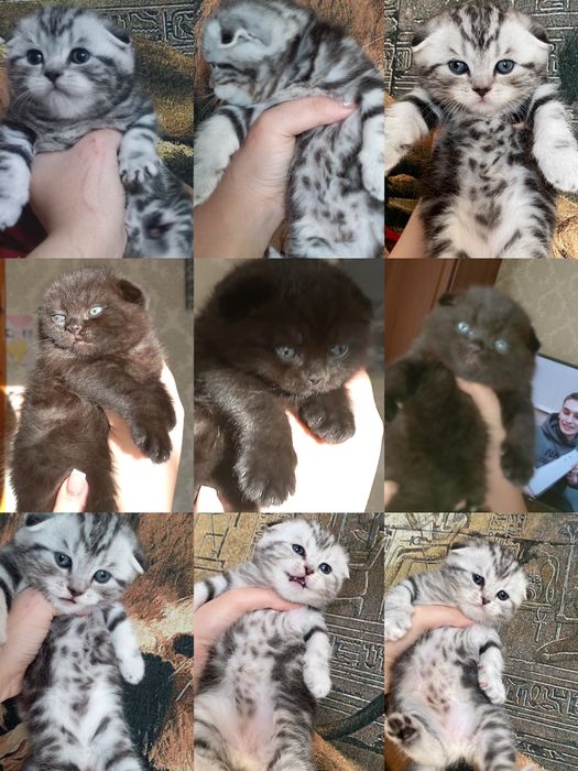 Продаются шикарные крупные мишки