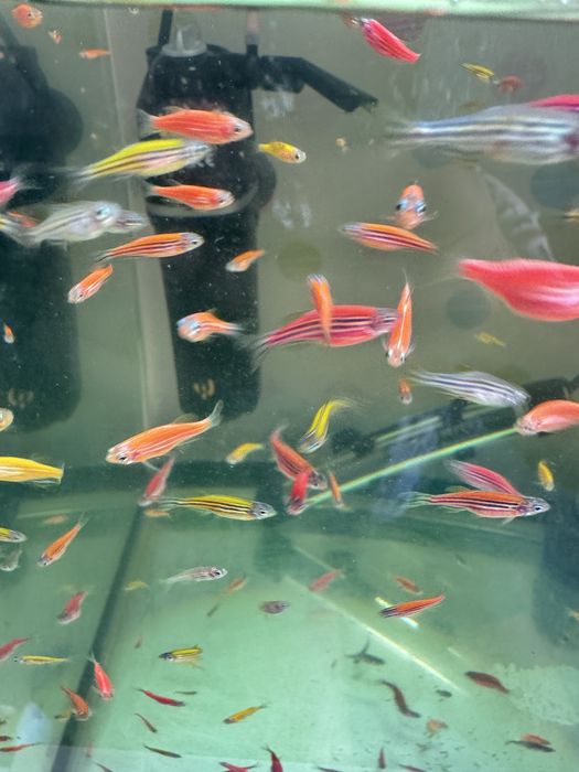 Продам аквариумеых рыбок данио